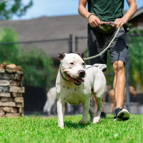 The Lodge at New Tampa Dog Walk